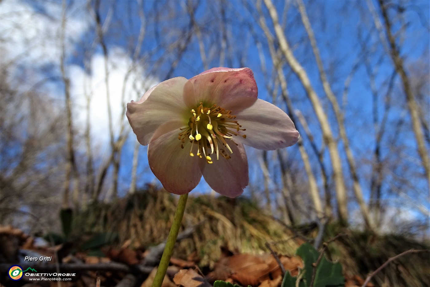 36 Elleboro in fiore.JPG